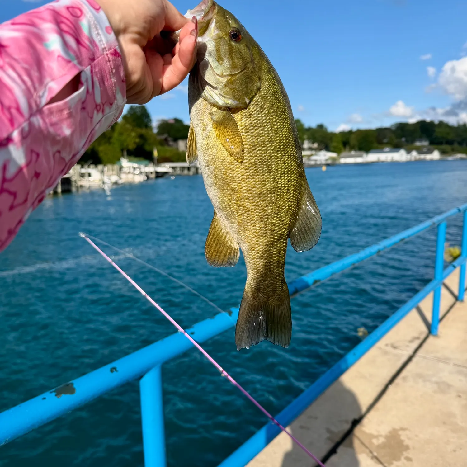 Smallmouth bass caught on Fishbrain