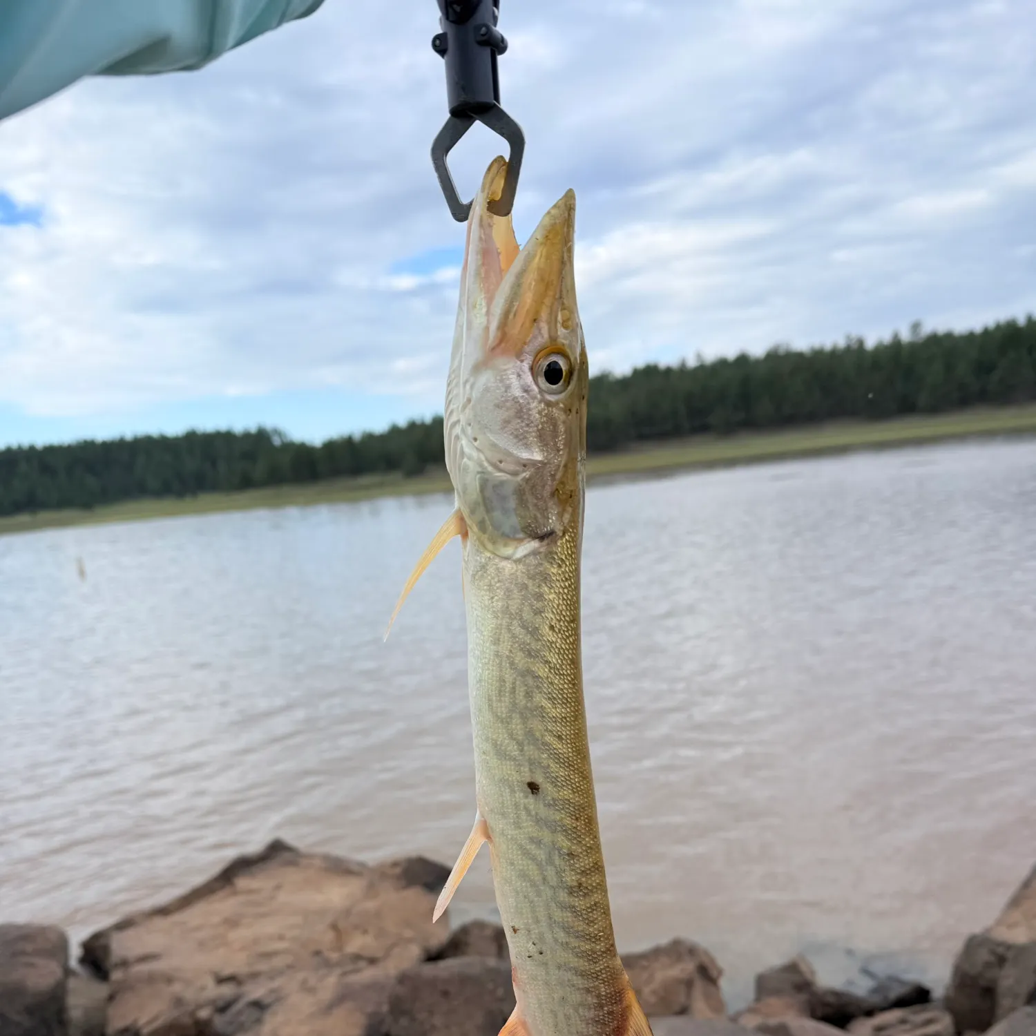 Northern pike caught on Fishbrain