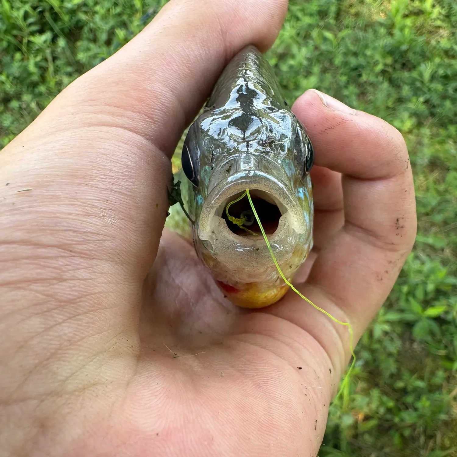 Bluegill caught on Fishbrain