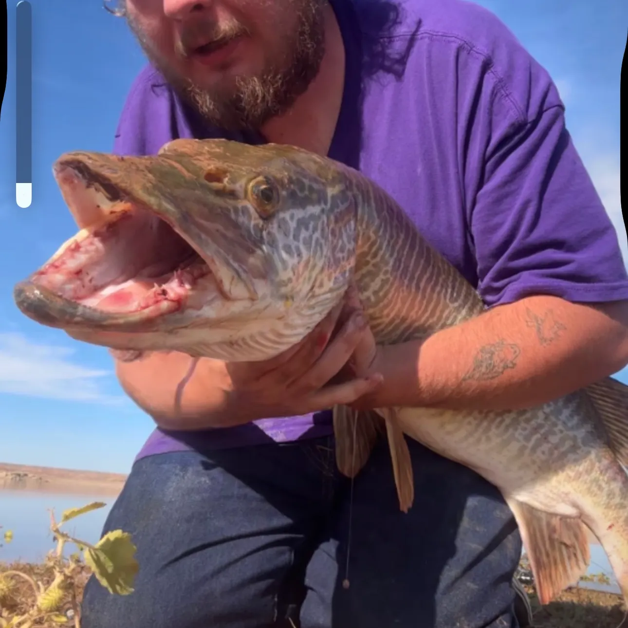 Tiger muskie caught on Fishbrain