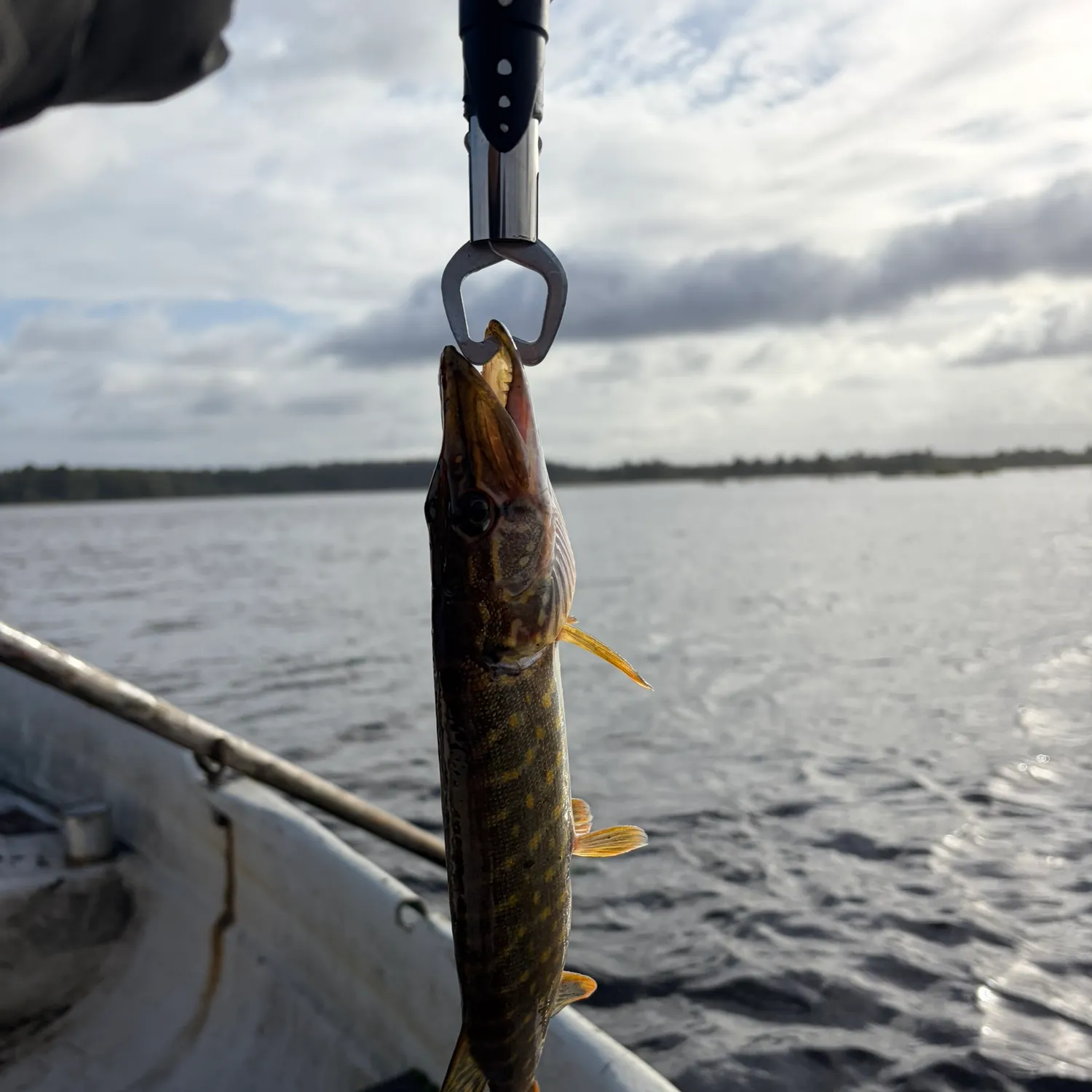 Northern pike caught on Fishbrain