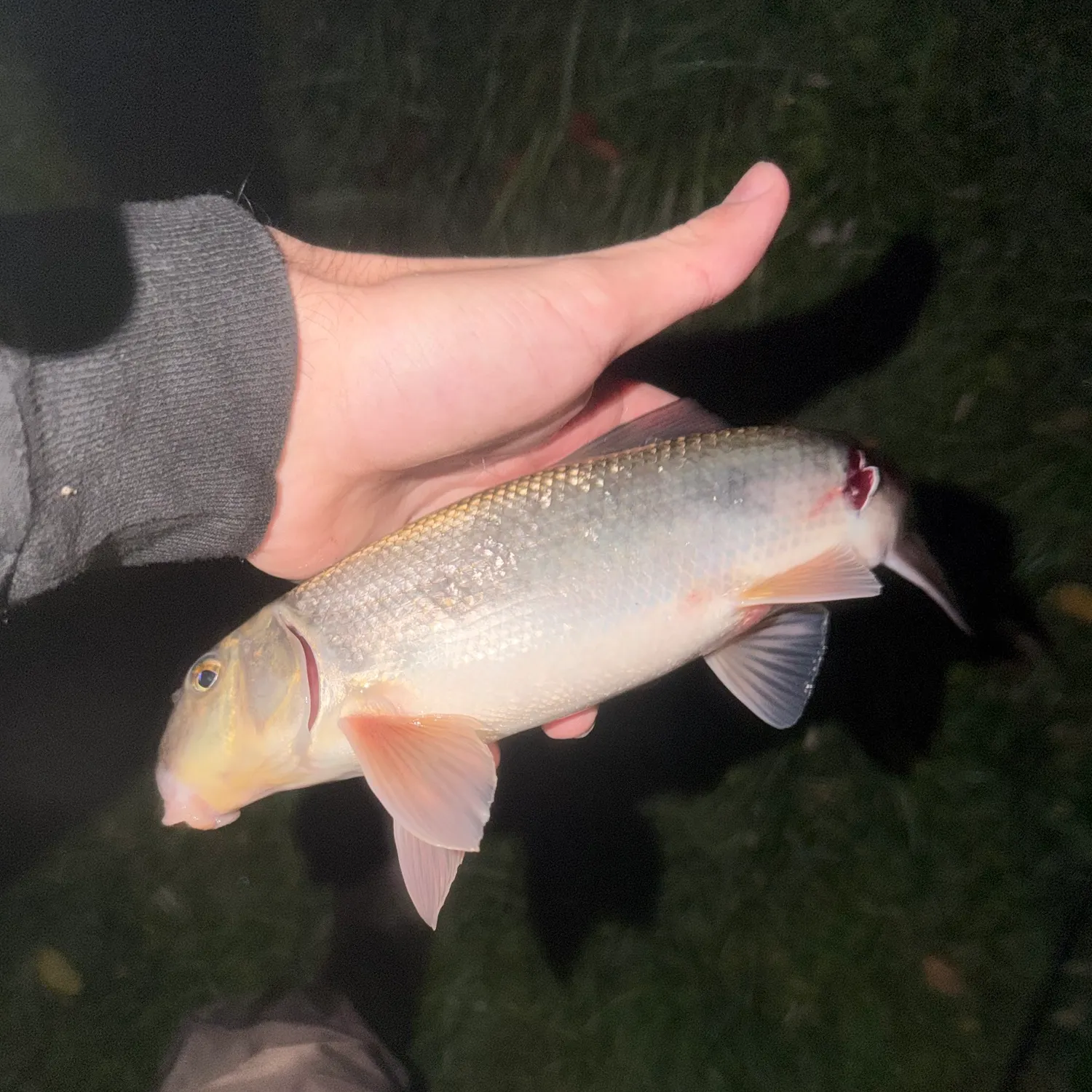 The most recent Silver redhorse catches on Fishbrain