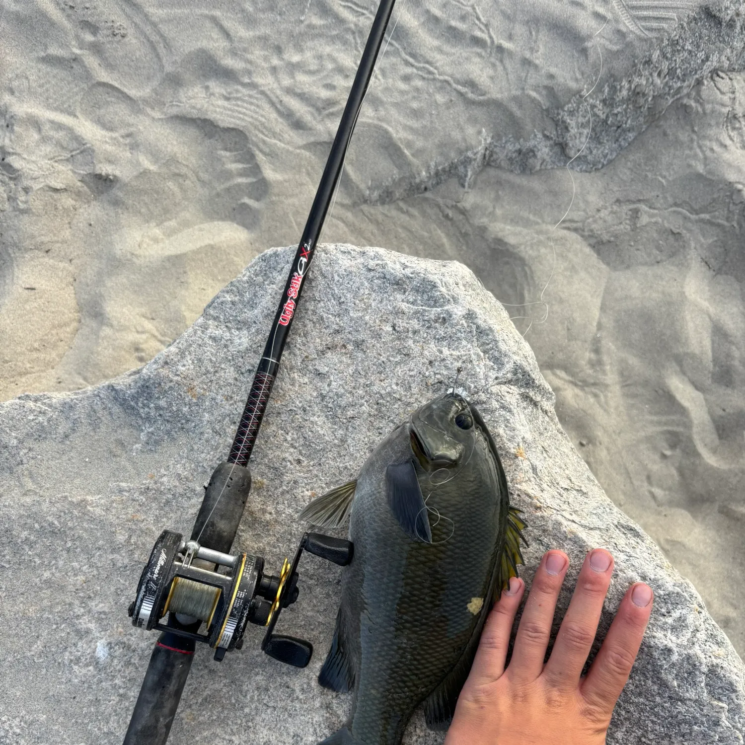 The most recent Opaleye catches on Fishbrain