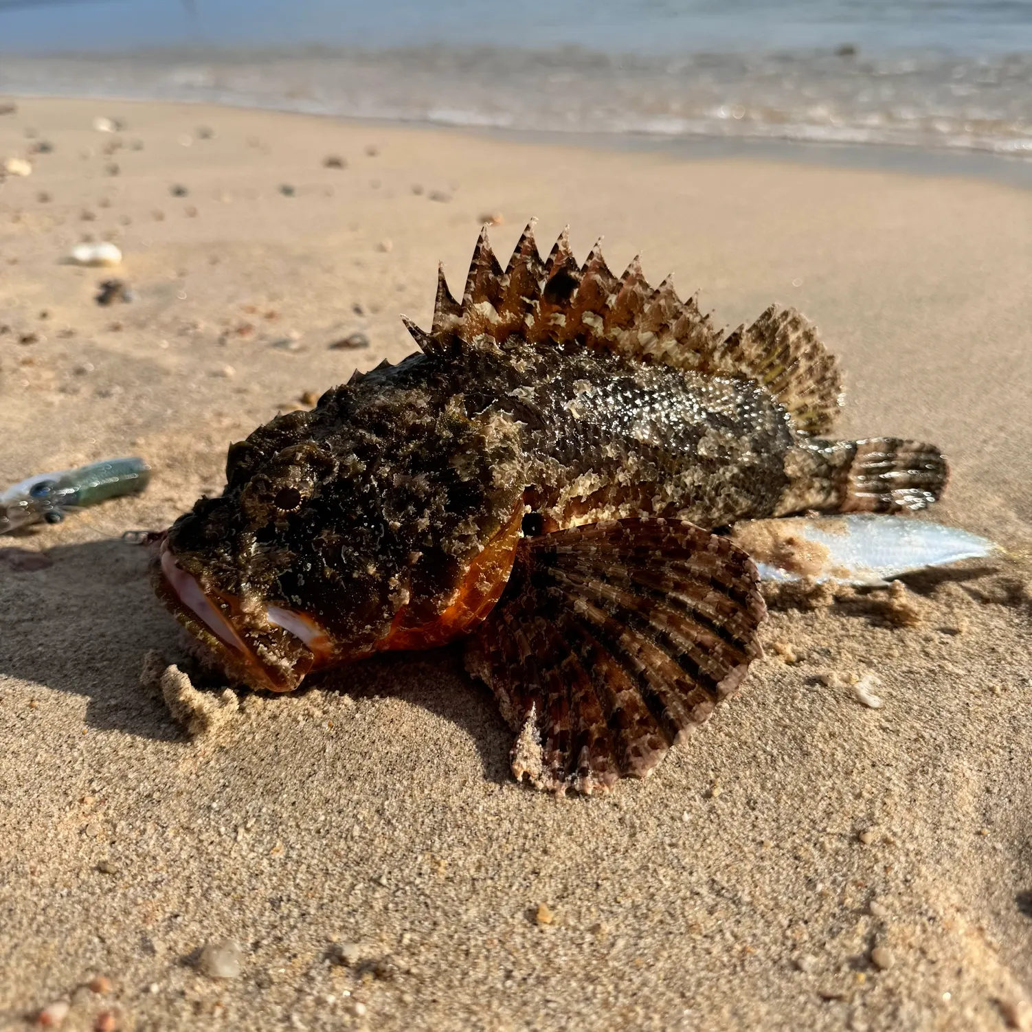 The most recent California scorpionfish catches on Fishbrain