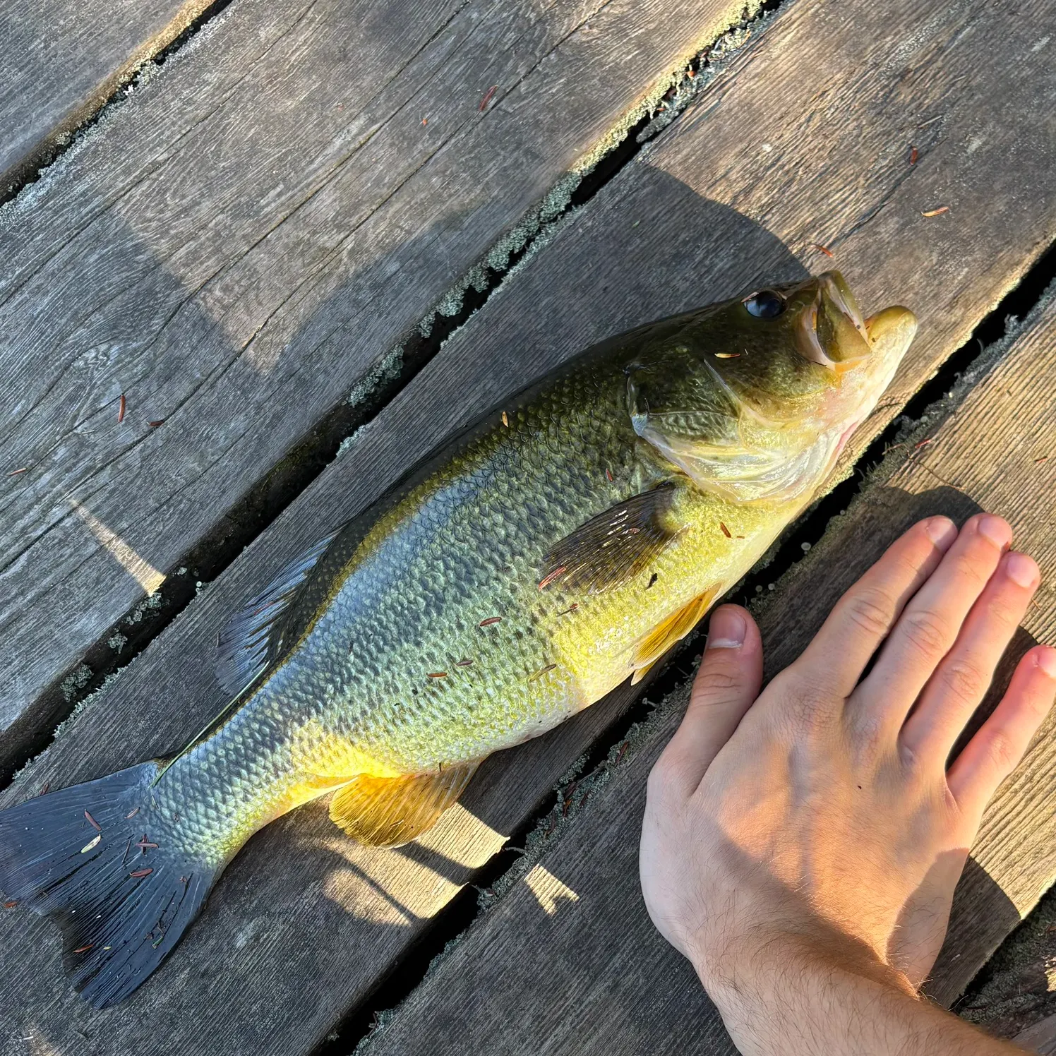 Largemouth bass caught on Fishbrain