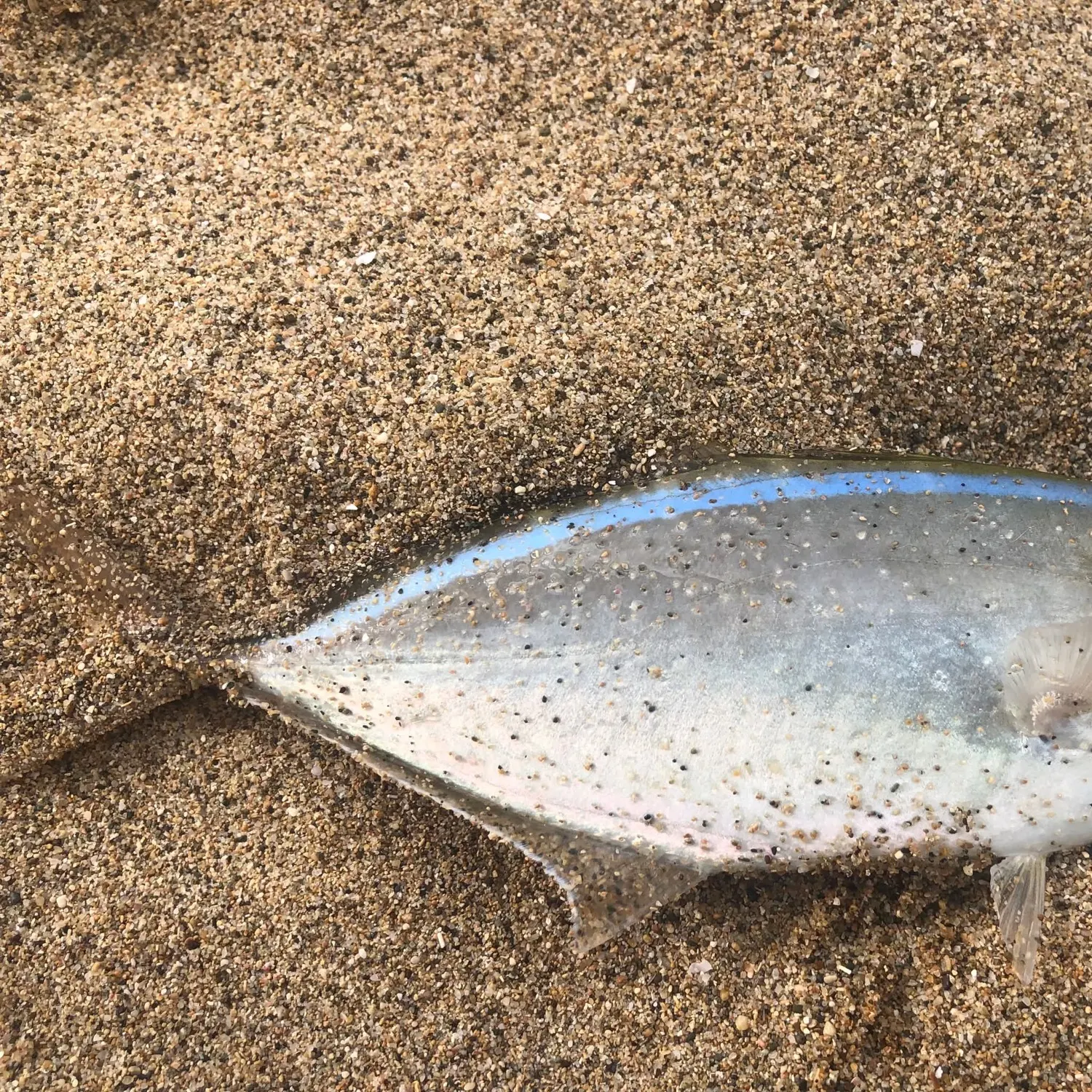 The most recent Atlantic bumper catches on Fishbrain