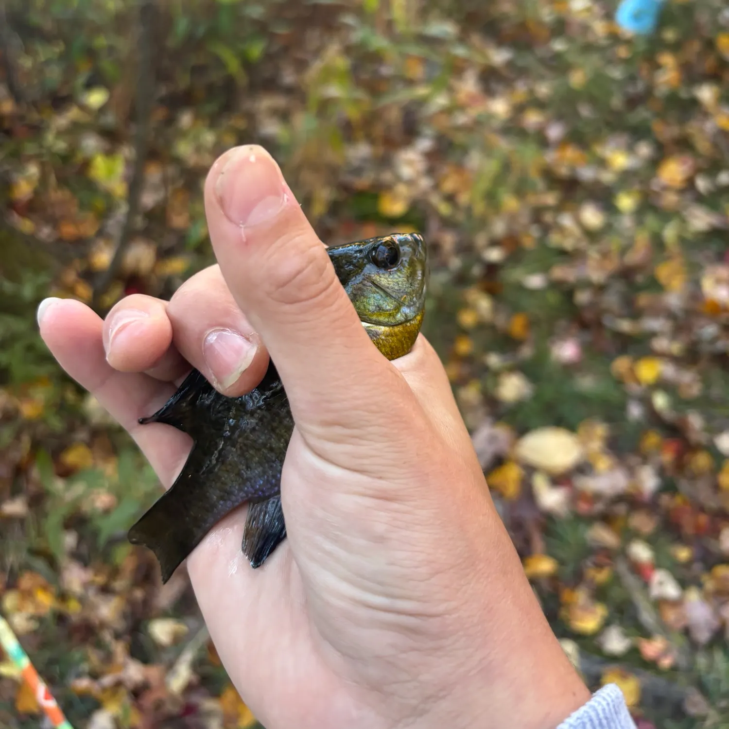 Bluegill caught on Fishbrain