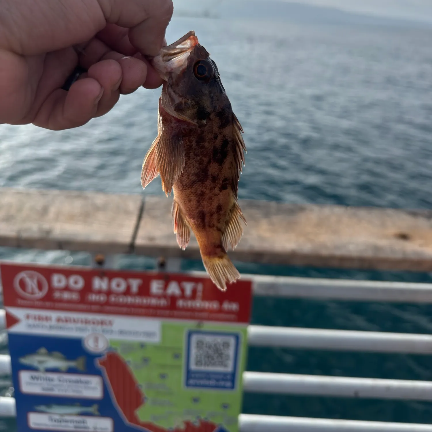 Kelp bass caught on Fishbrain