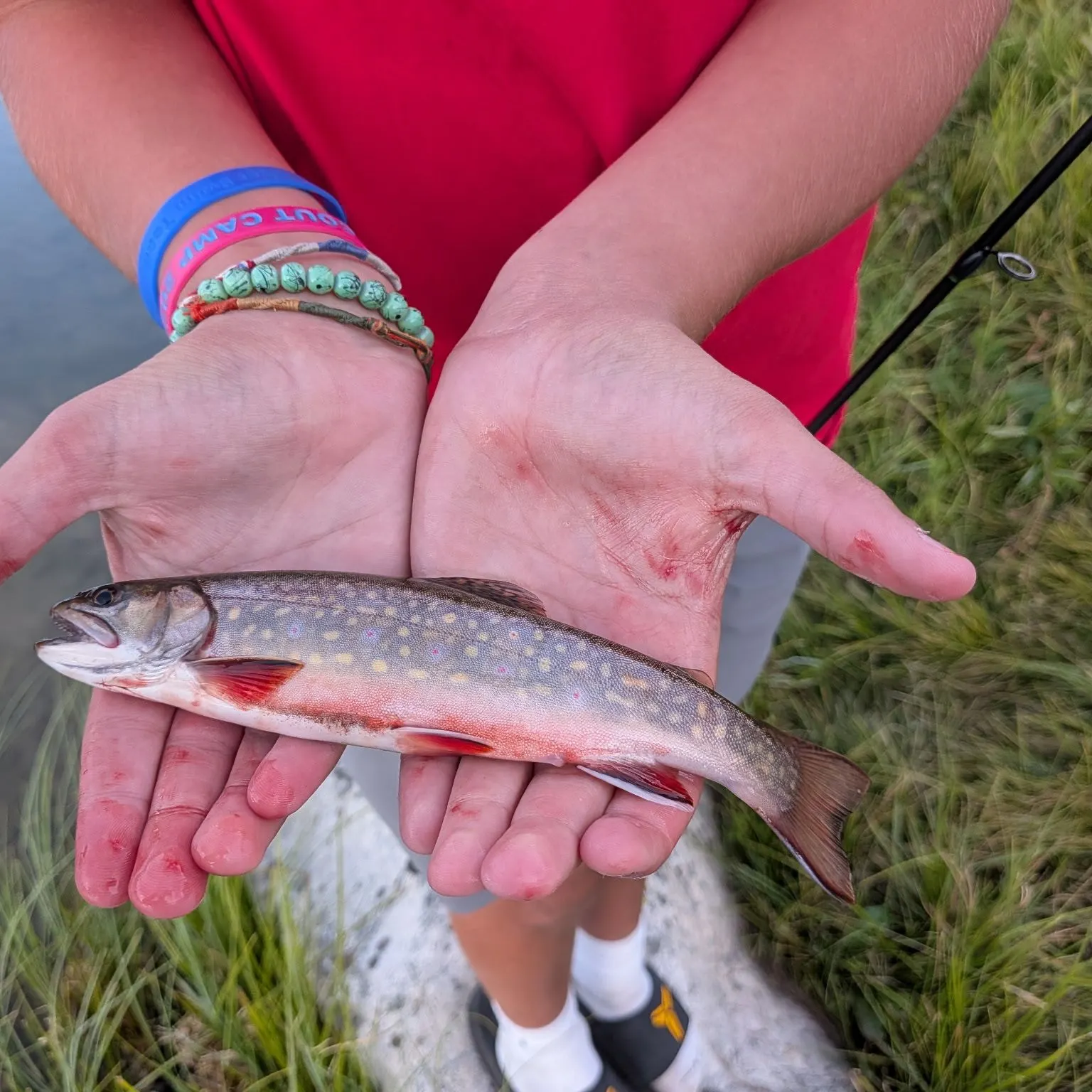Brook trout caught on Fishbrain