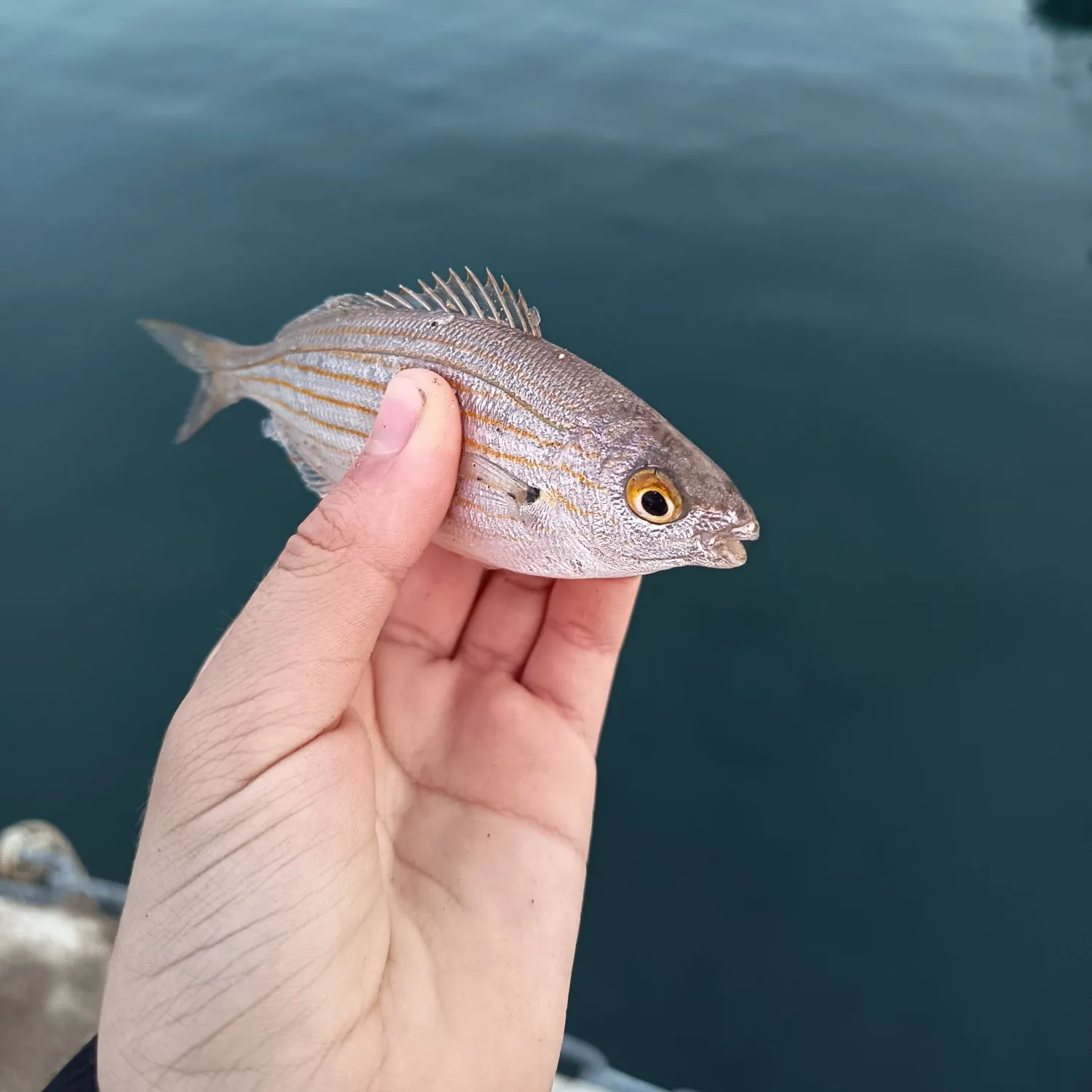 The most recent Salema porgy catches on Fishbrain