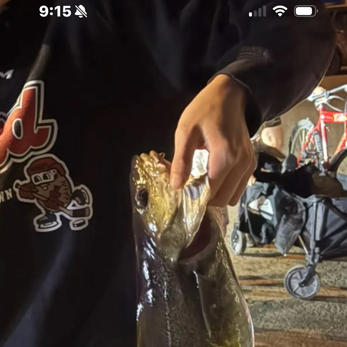 Atlantic cod caught on Fishbrain