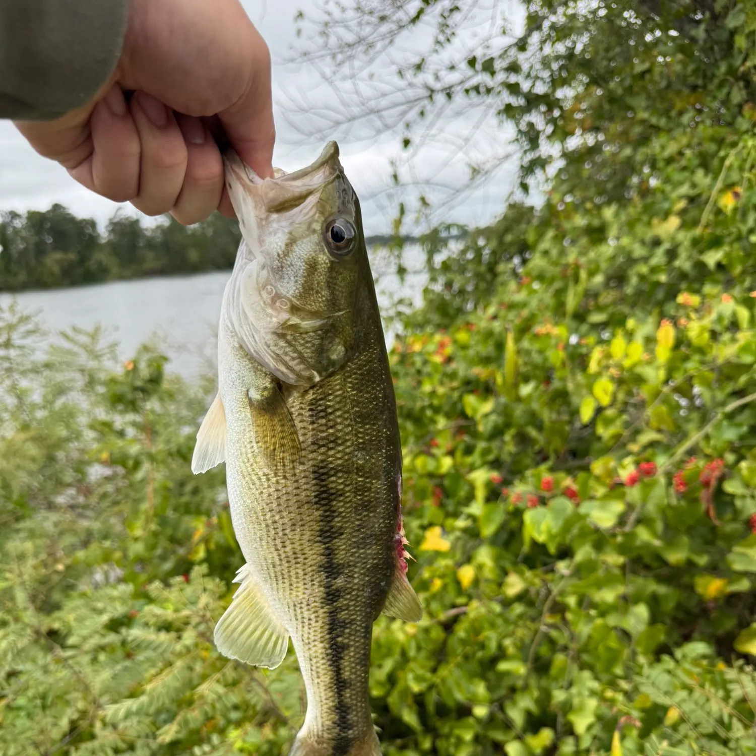 Spotted bass caught on Fishbrain