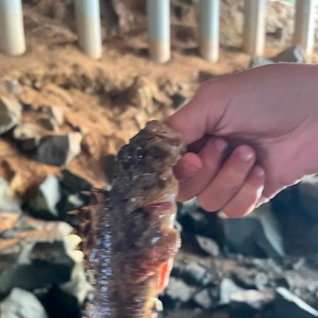 The most recent California scorpionfish catches on Fishbrain