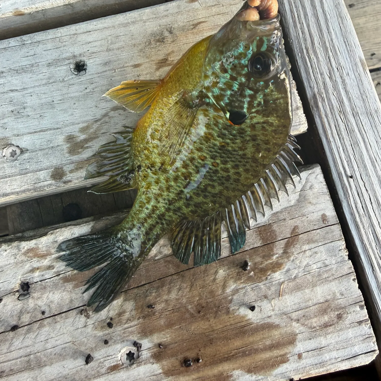 recently logged catches
