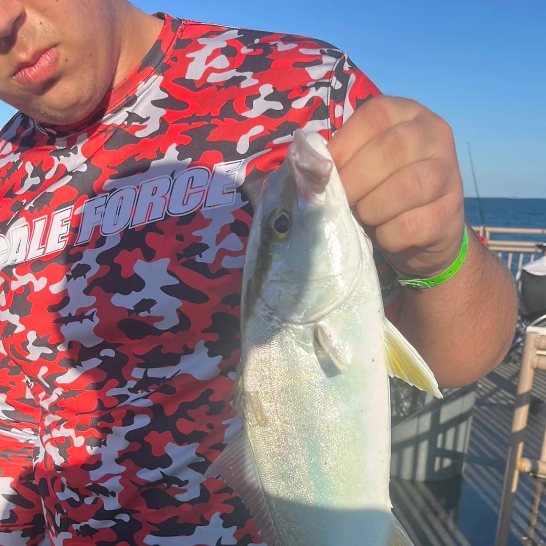 The most recent Lesser amberjack catches on Fishbrain