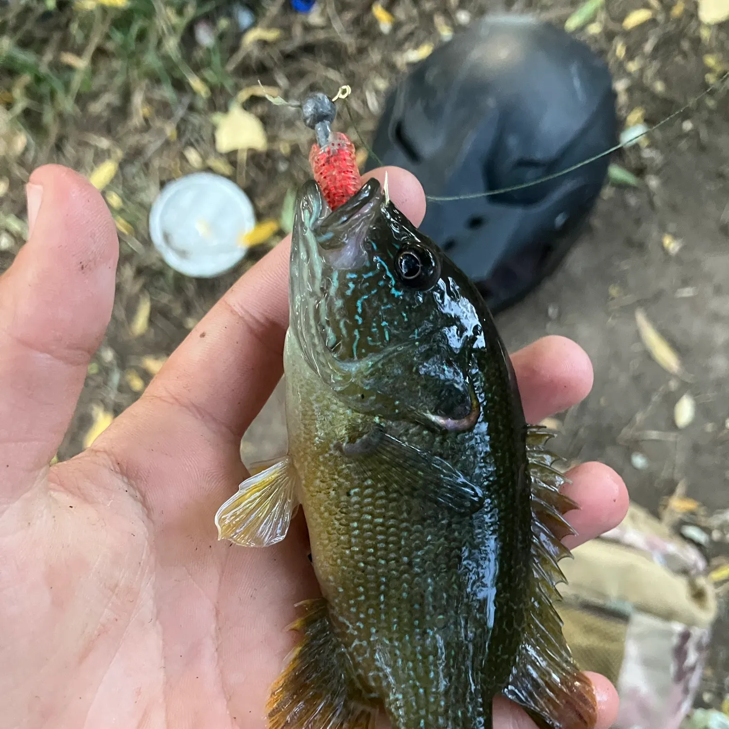 Fish caught on Fishbrain
