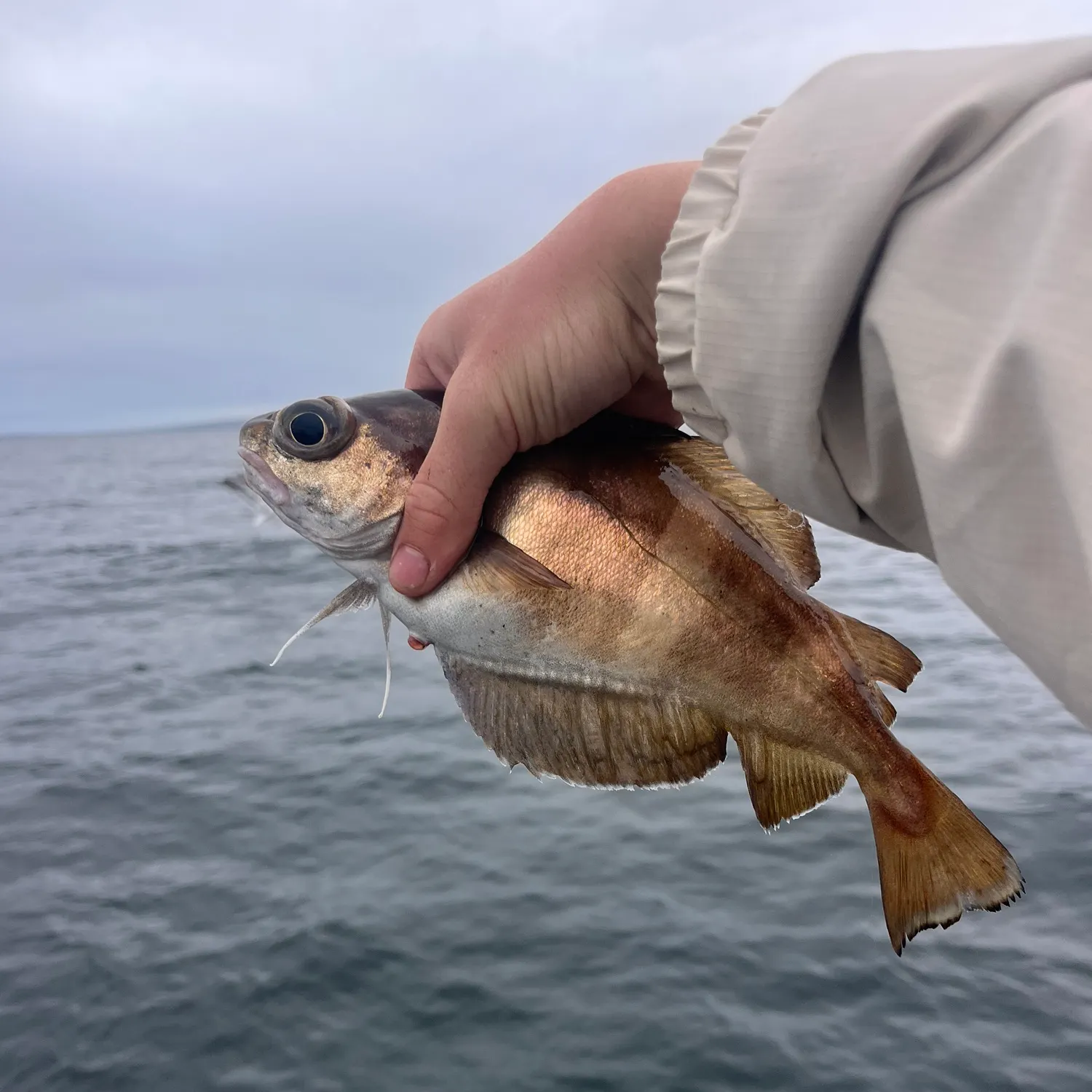 The most recent Pouting catches on Fishbrain