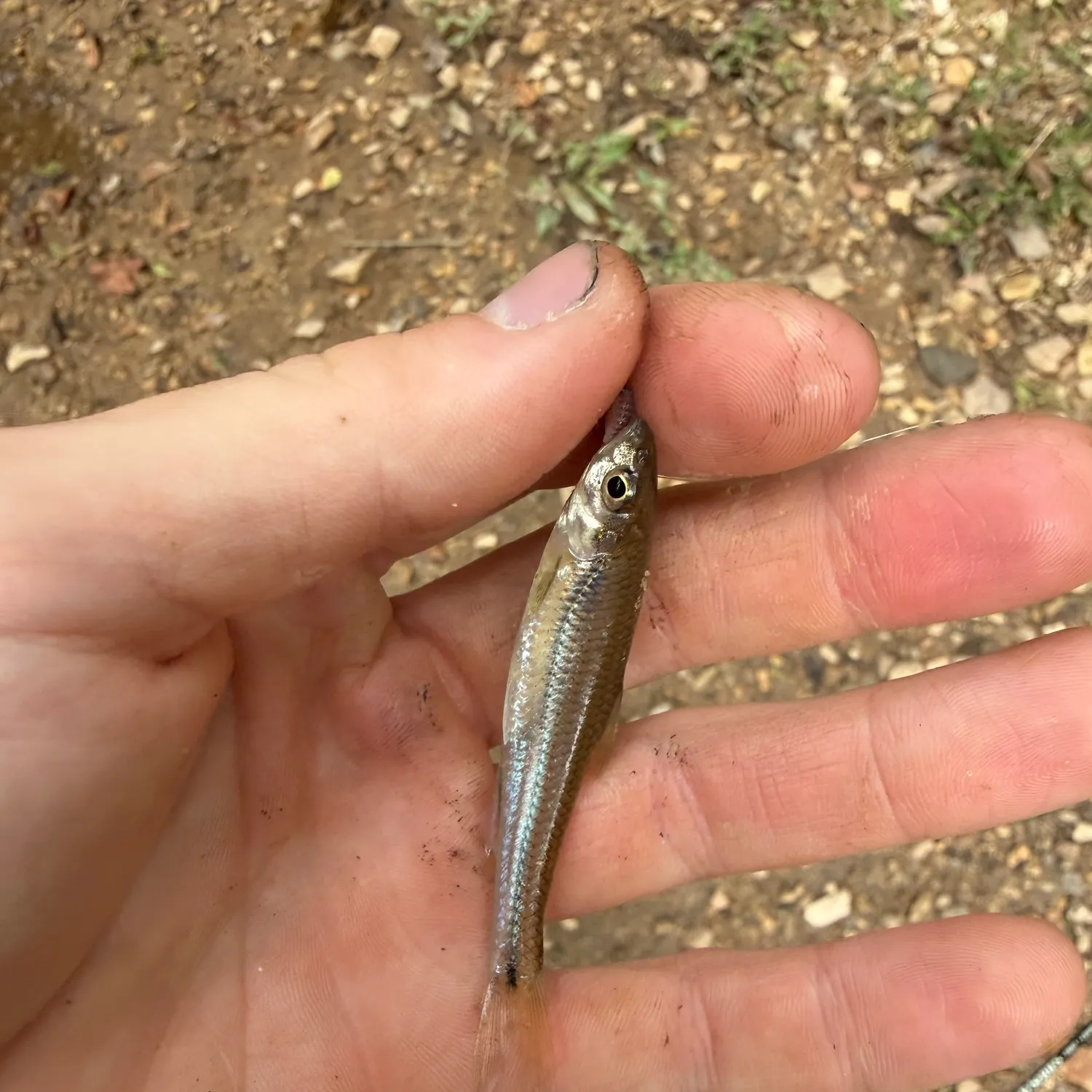 The most recent Spottail shiner catches on Fishbrain