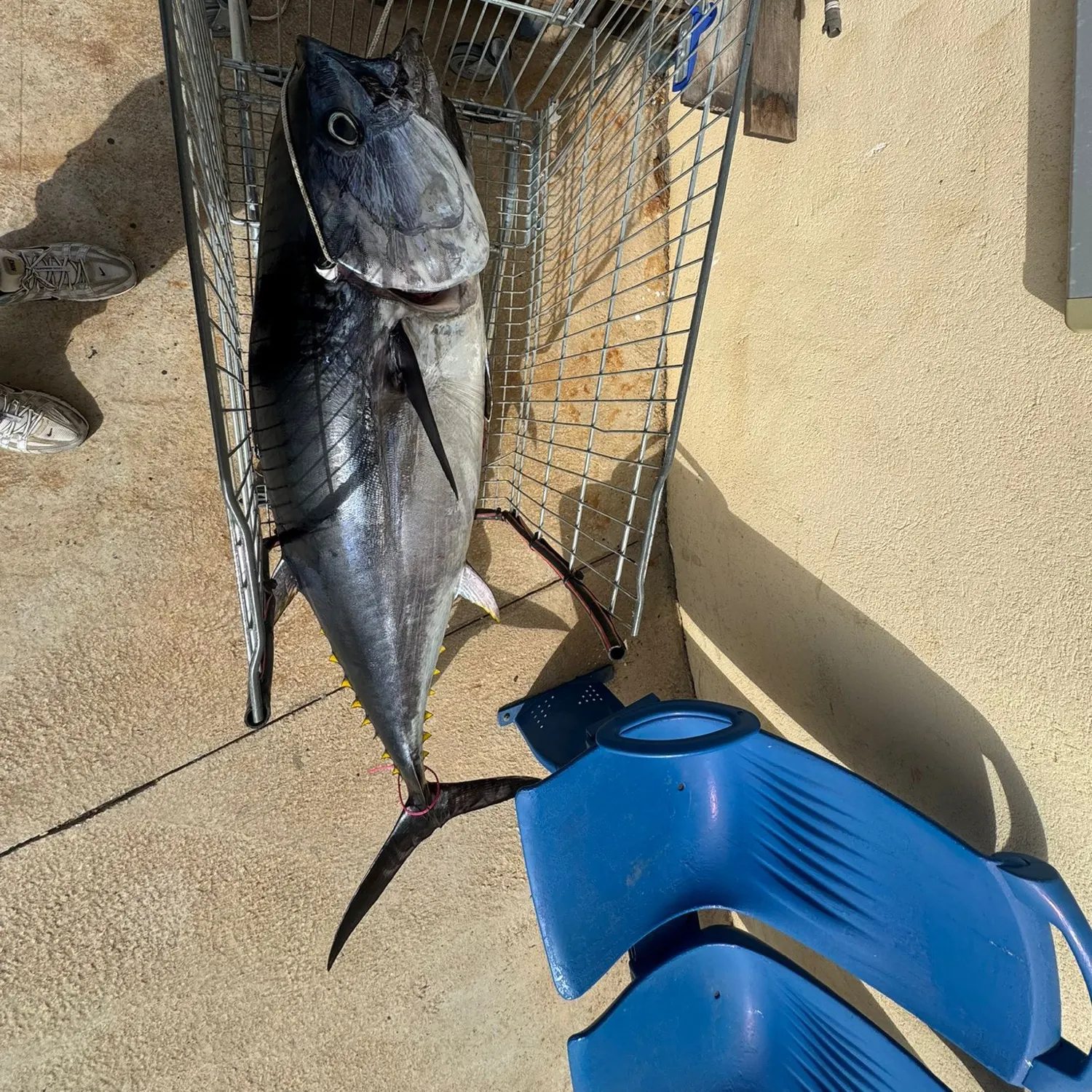 The most recent Southern bluefin tuna catches on Fishbrain