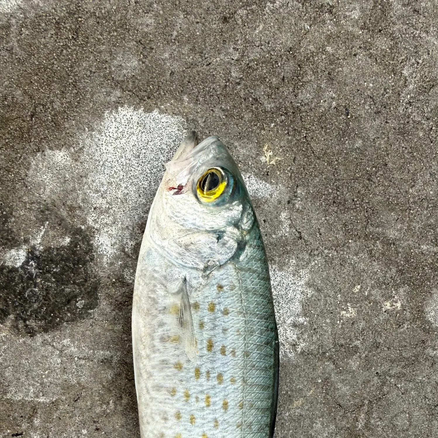 The most recent Bluestripe herring catches on Fishbrain