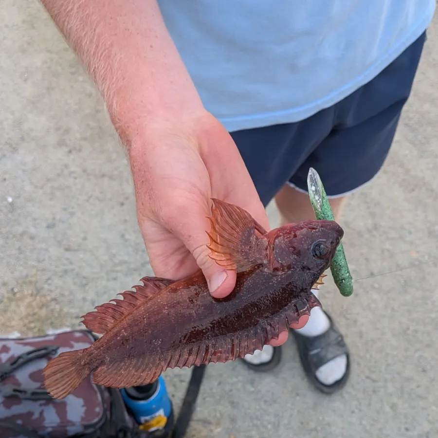 The most recent Largemouth blenny catches on Fishbrain