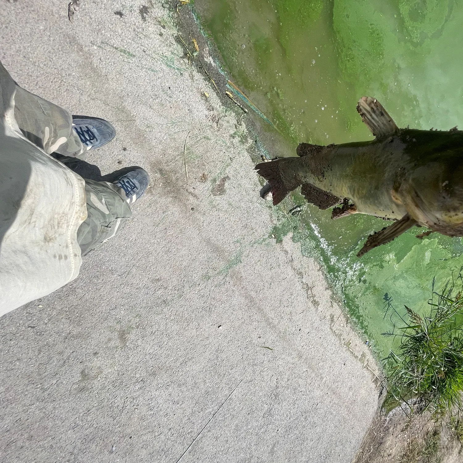 Channel catfish caught on Fishbrain