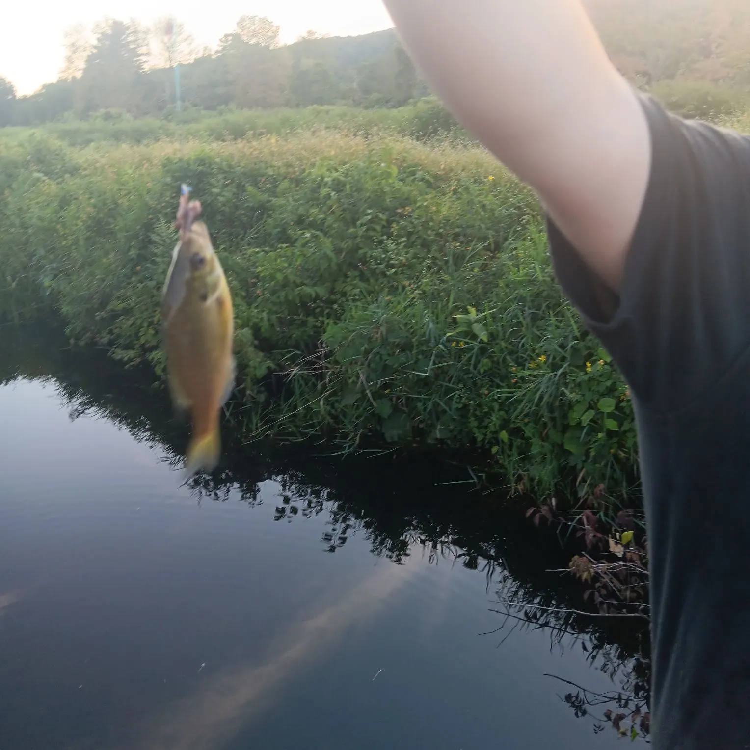 Green sunfish caught on Fishbrain