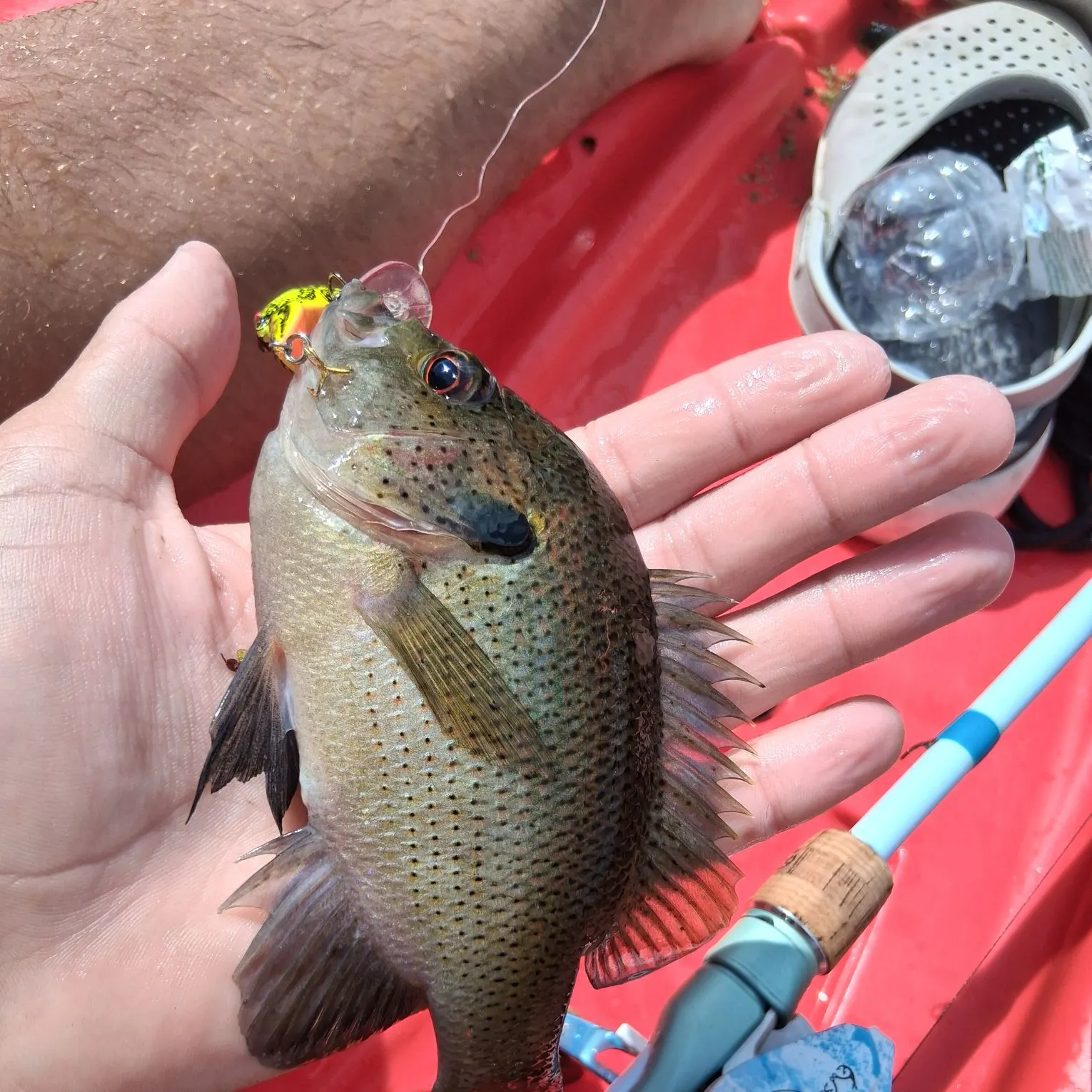 Spotted sunfish caught on Fishbrain