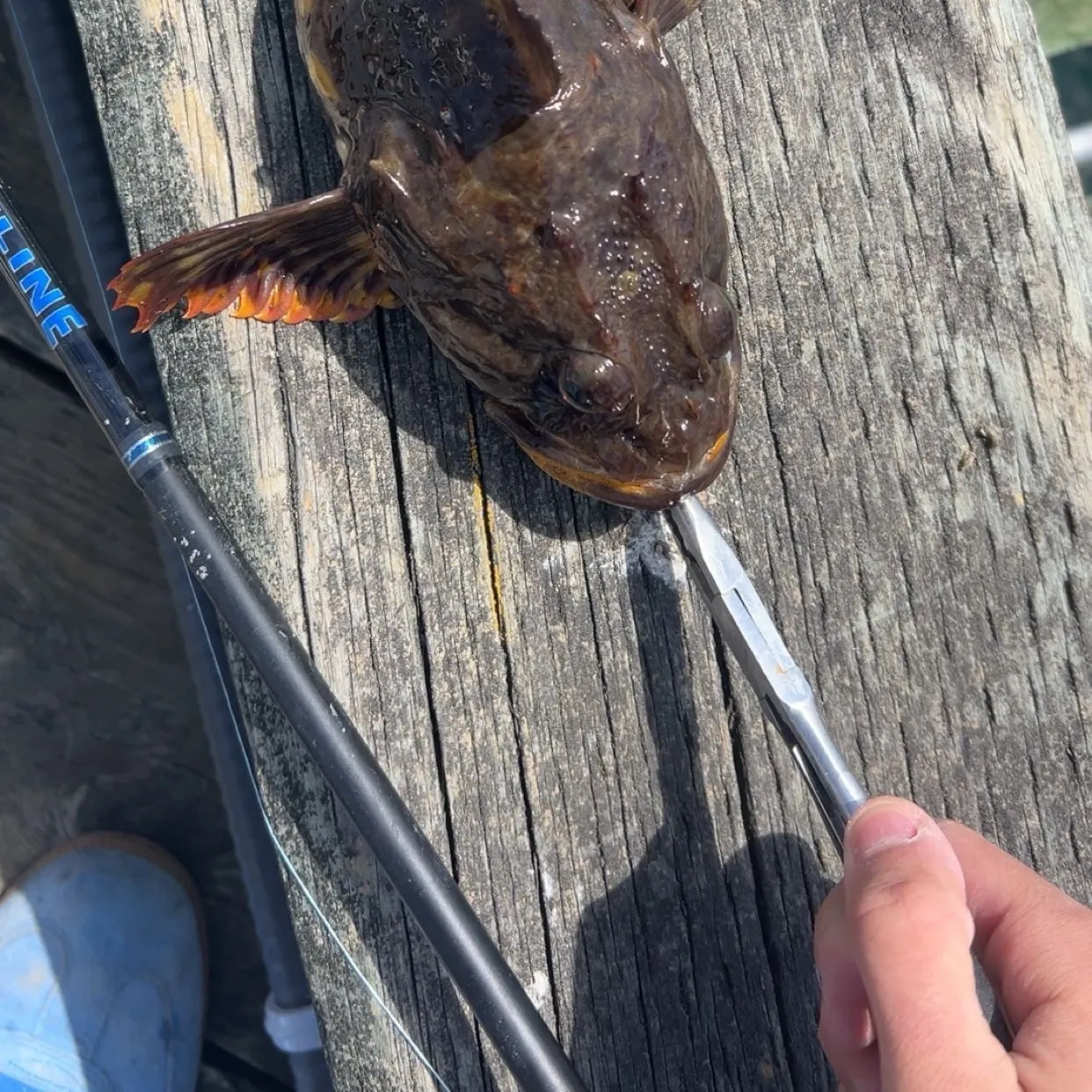 The most recent Shorthorn sculpin catches on Fishbrain