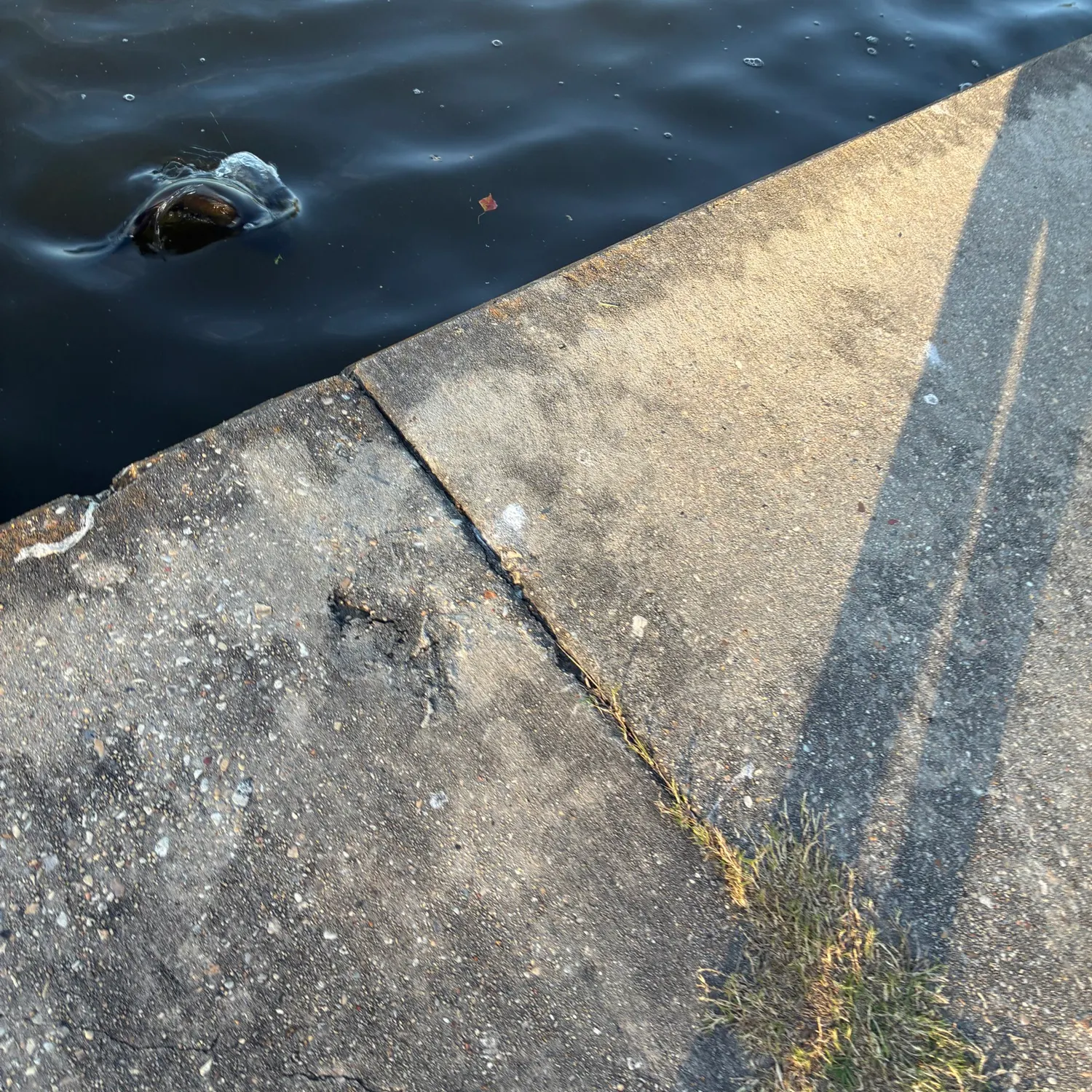 Channel catfish caught on Fishbrain