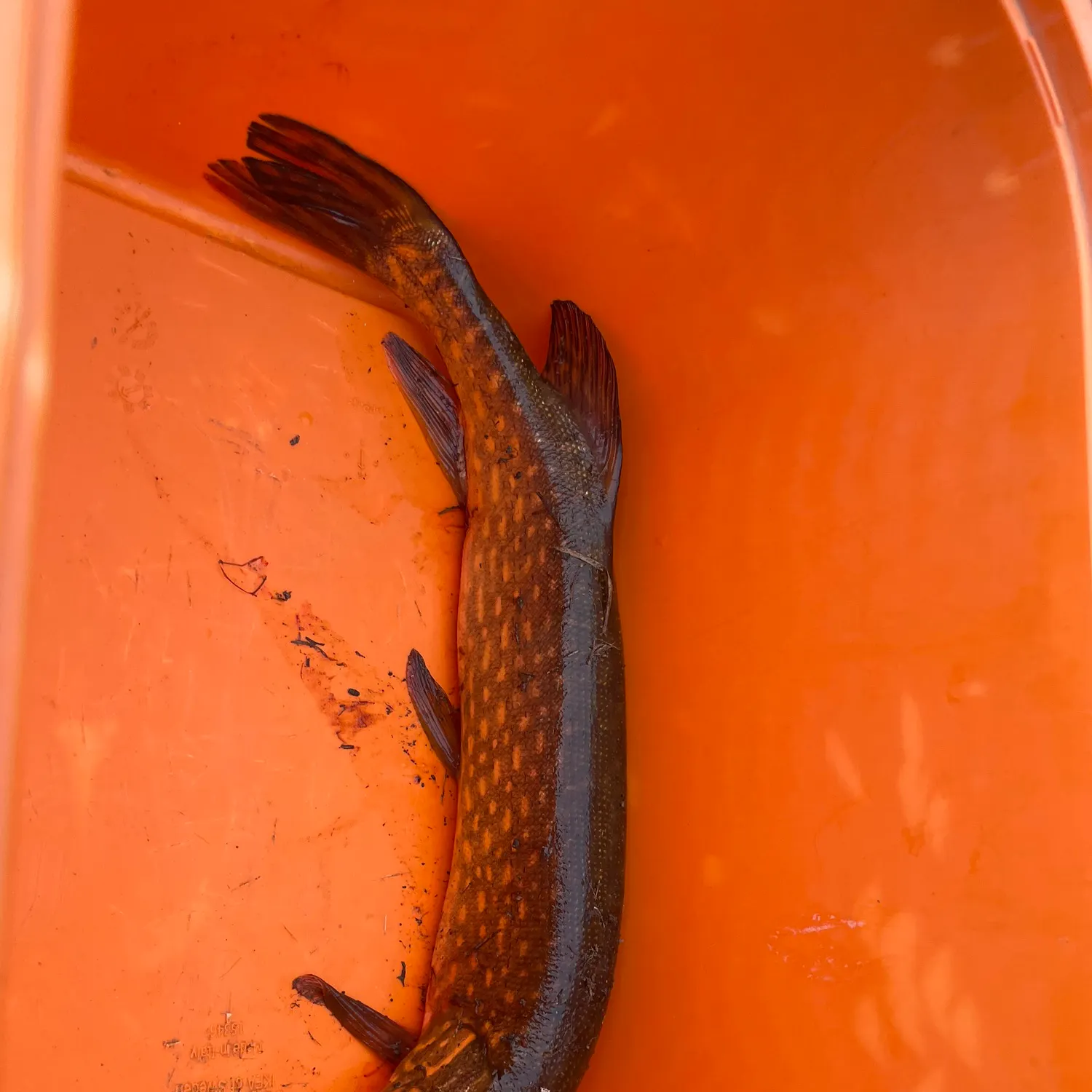 Northern pike caught on Fishbrain