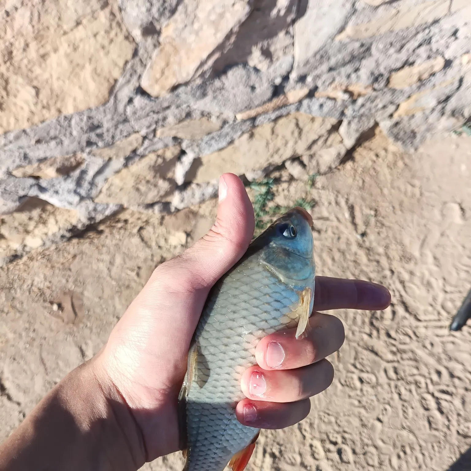 Common carp caught on Fishbrain