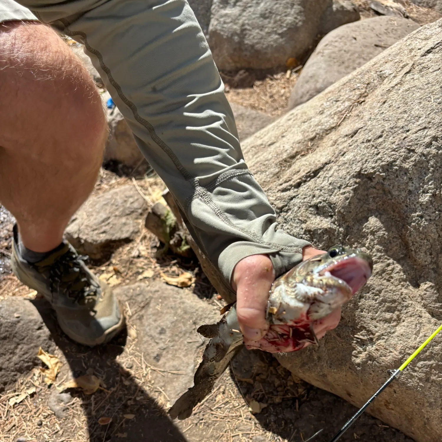 Rainbow trout caught on Fishbrain