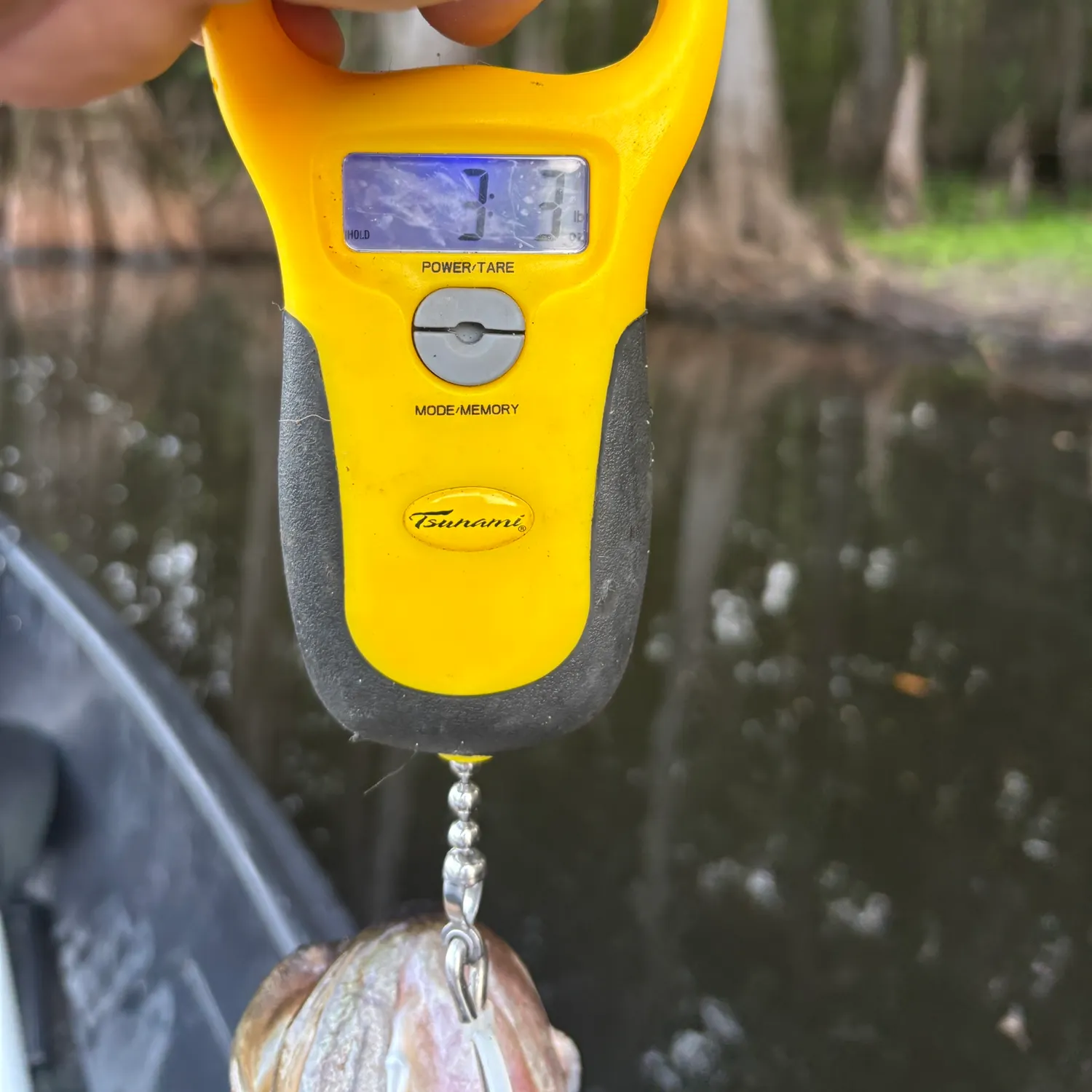 Fish caught on Fishbrain