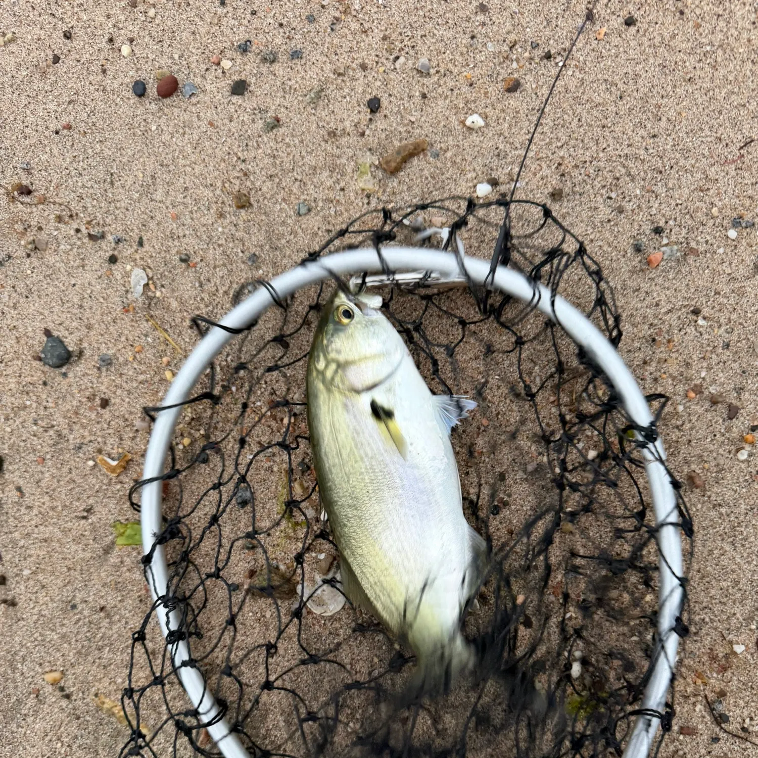 The most recent Scarlet snapper catches on Fishbrain