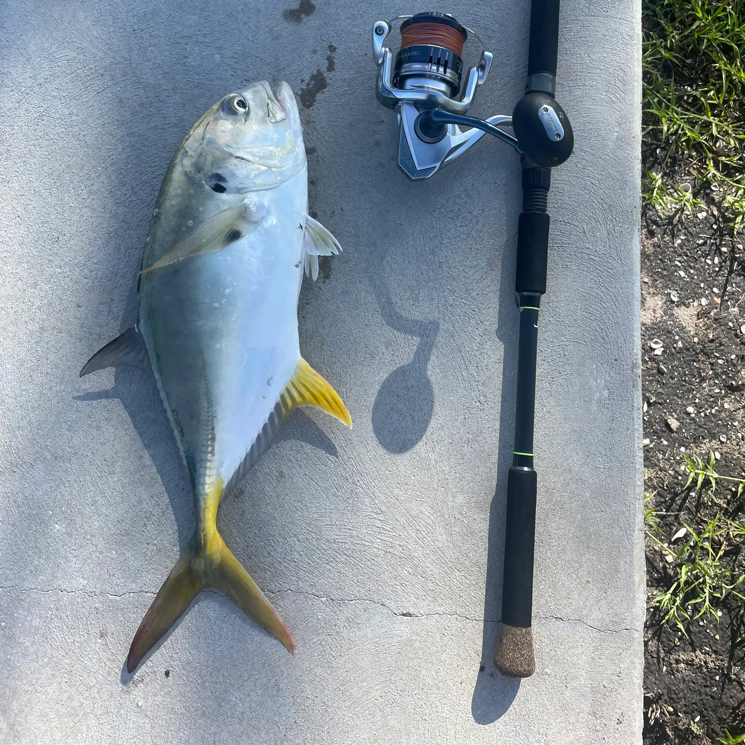 The most recent Crevalle jack catches on Fishbrain