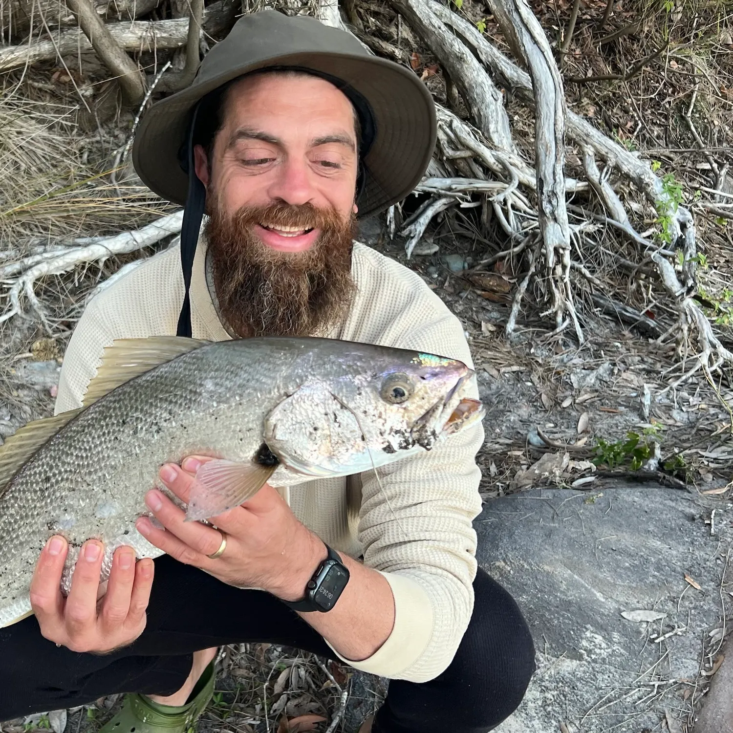 Japanese meagre caught on Fishbrain