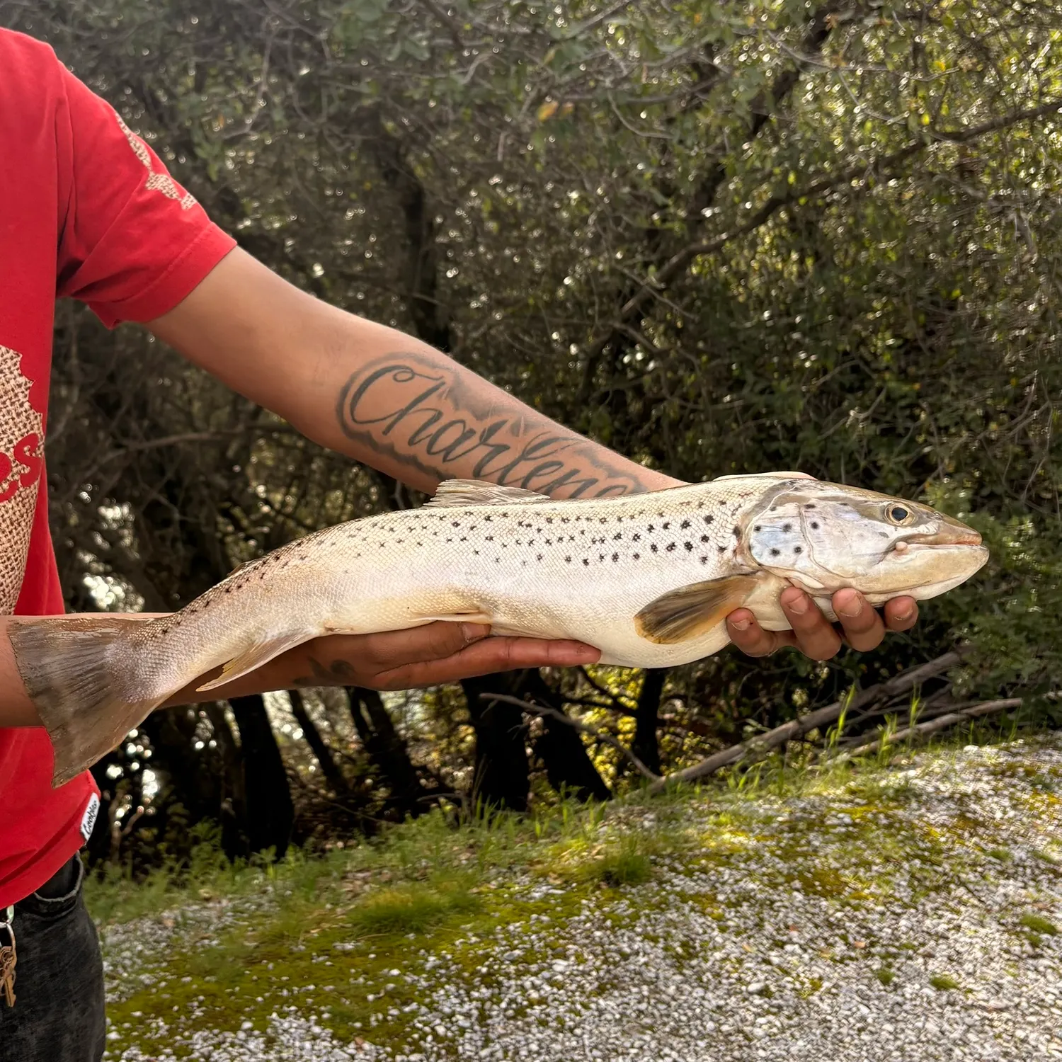 The most recent Sea trout catches on Fishbrain