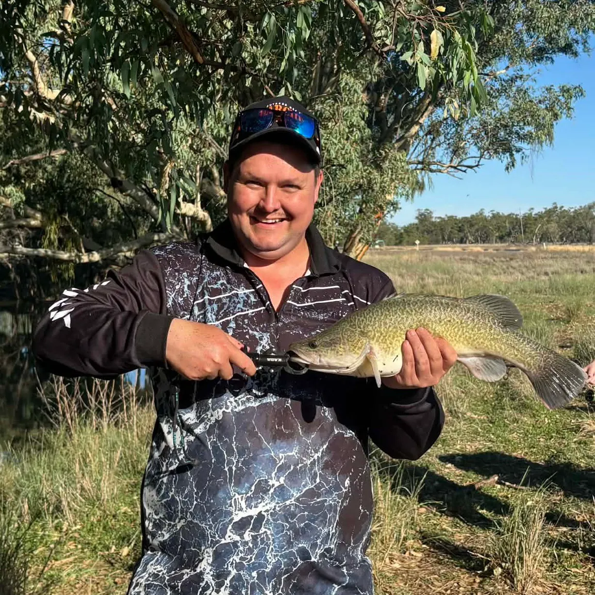 The most recent Murray cod catches on Fishbrain