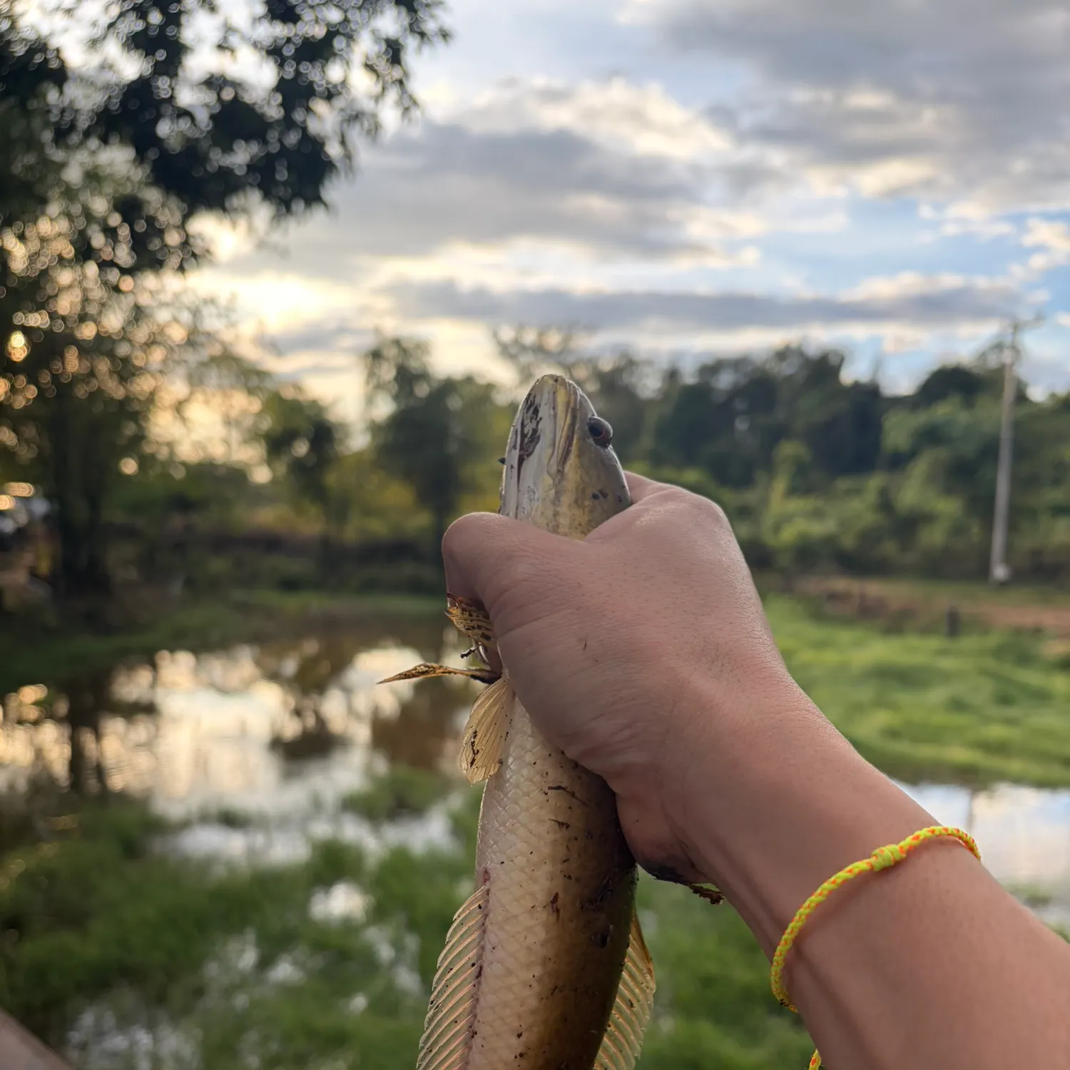 The most recent Small snakehead catches on Fishbrain