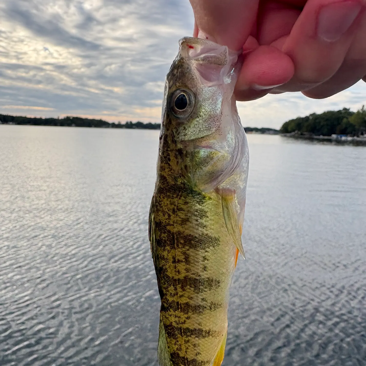 Yellow perch caught on Fishbrain