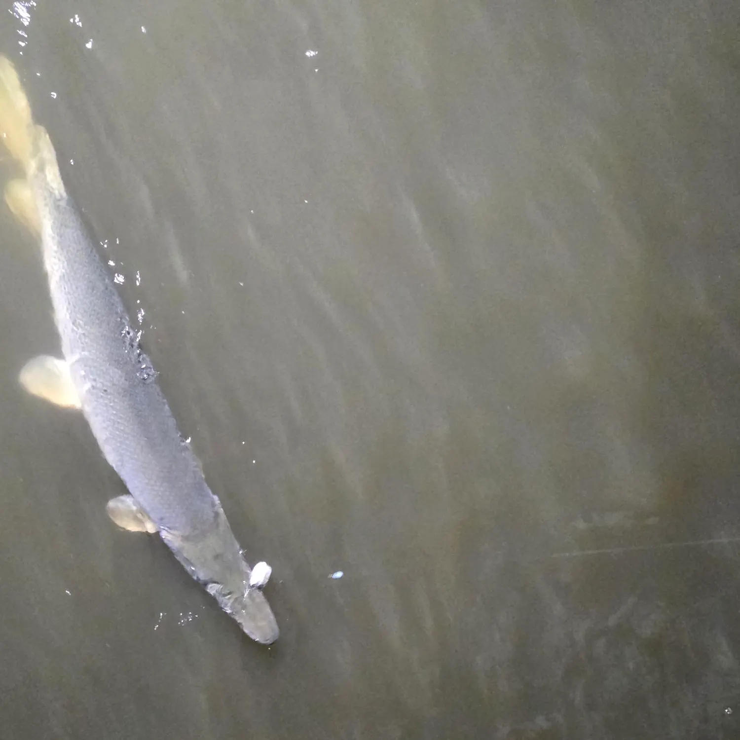 The most recent Alligator gar catches on Fishbrain