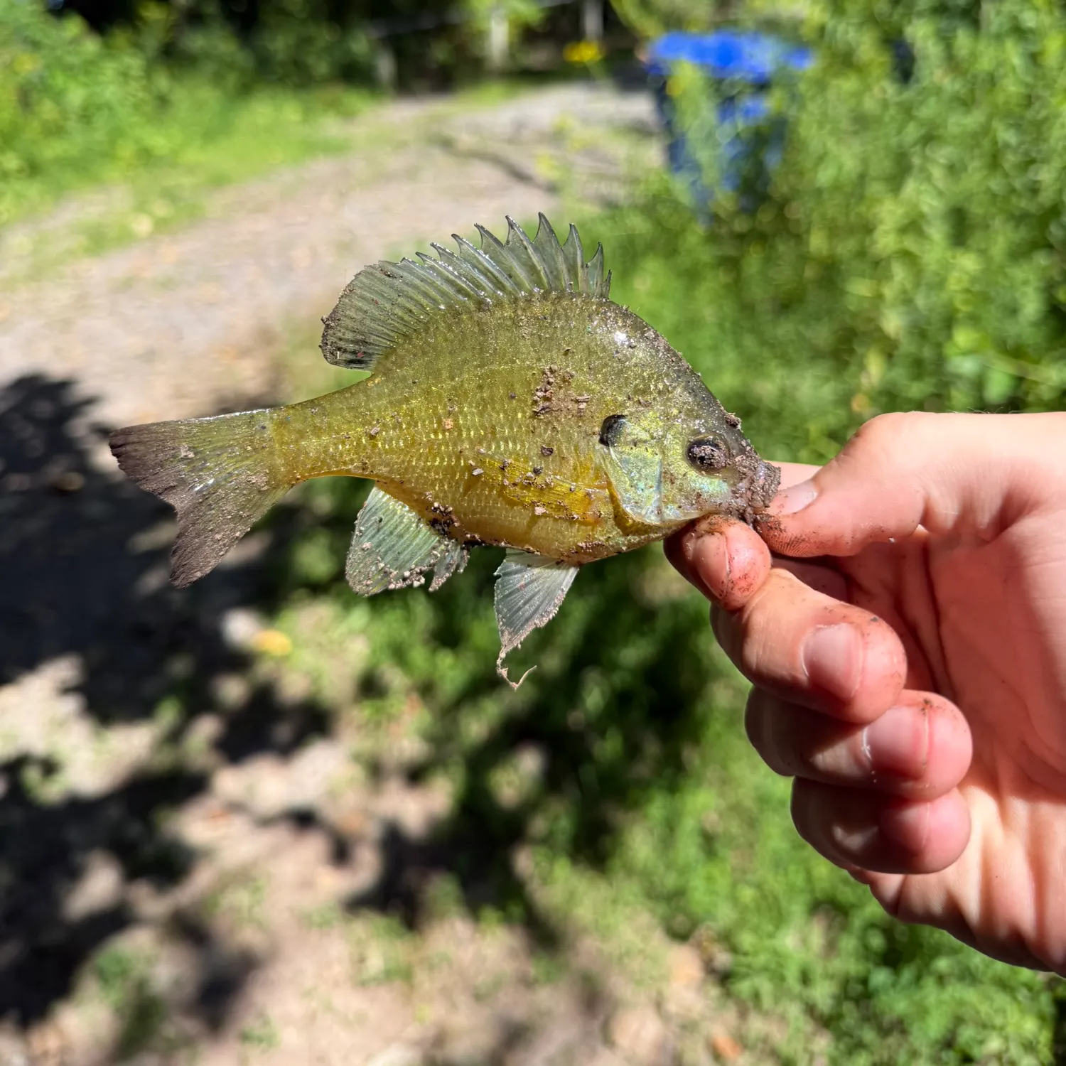 Bluegill caught on Fishbrain