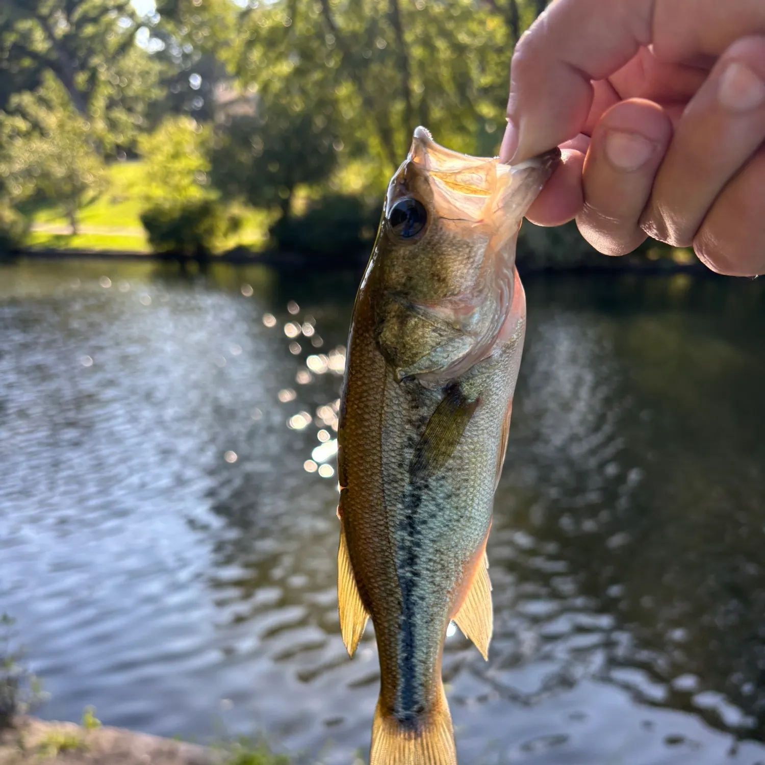 Largemouth bass caught on Fishbrain