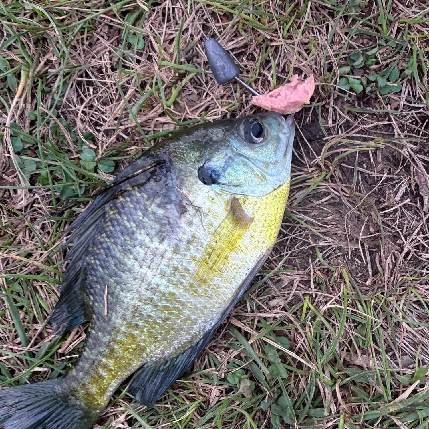 Bluegill caught on Fishbrain