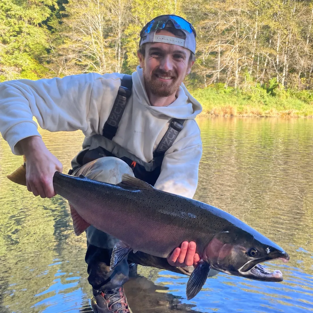 Coho salmon caught on Fishbrain