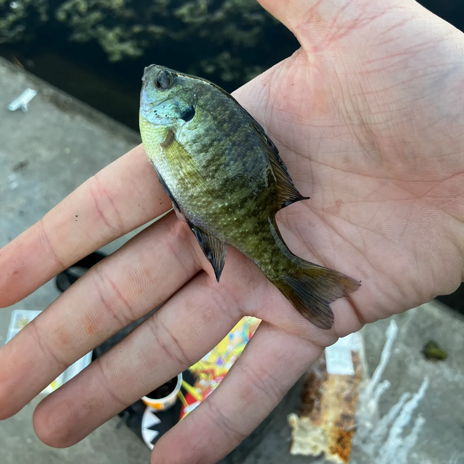 Bluegill caught on Fishbrain