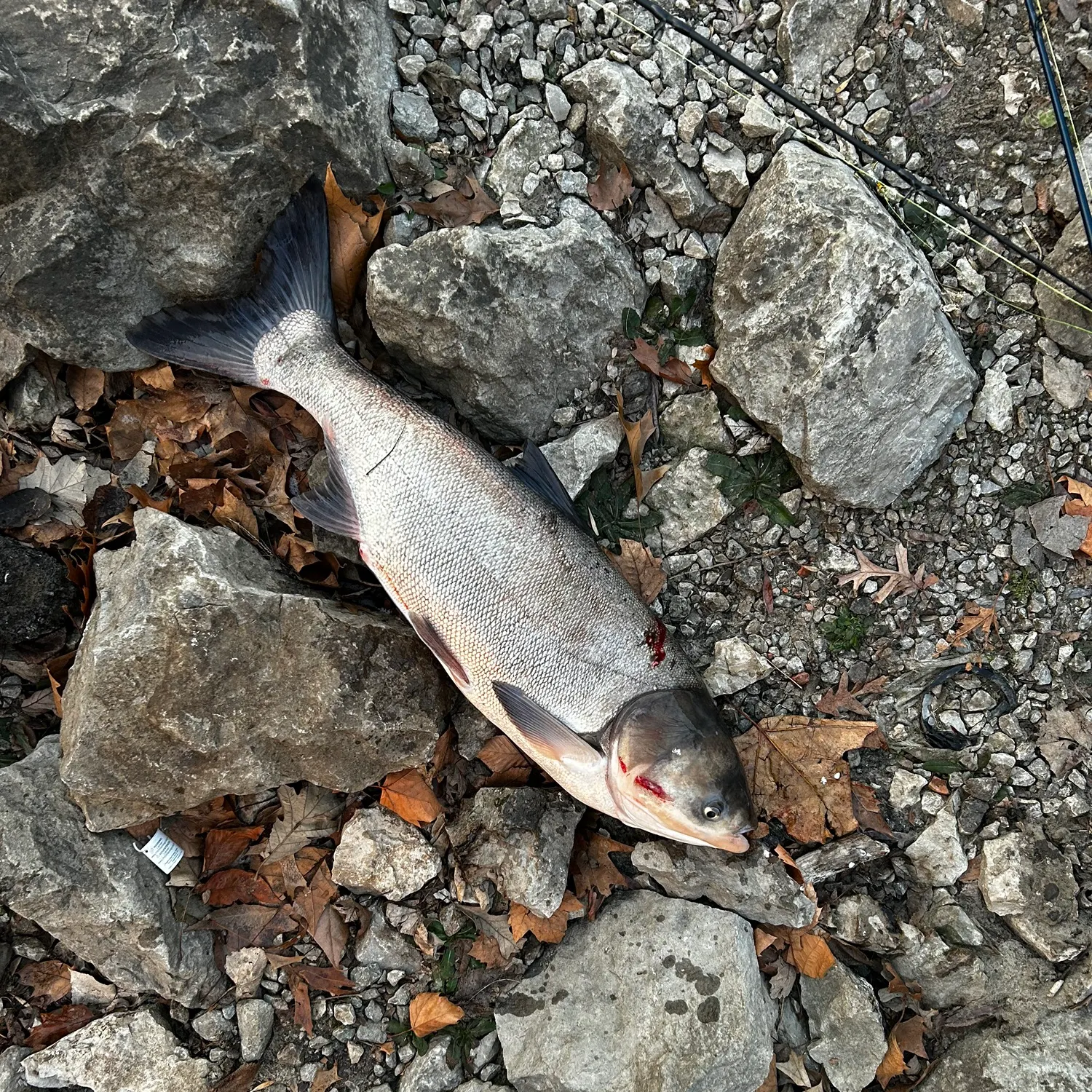 The most recent Silver carp catches on Fishbrain