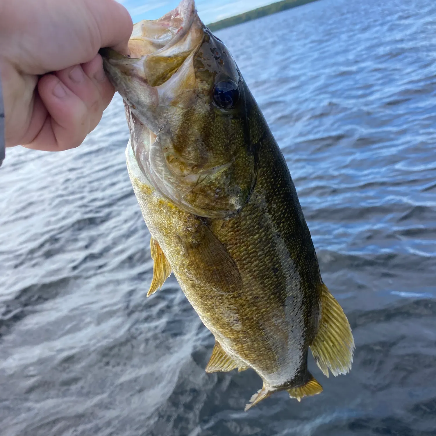 Smallmouth bass caught on Fishbrain