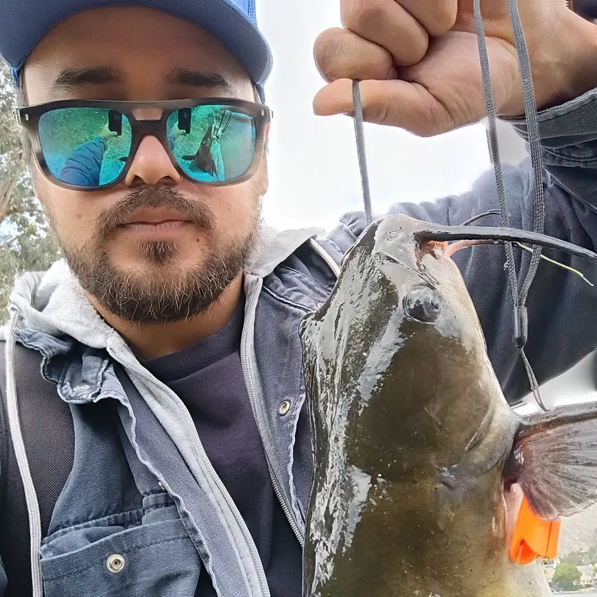 The most recent Channel catfish catches on Fishbrain